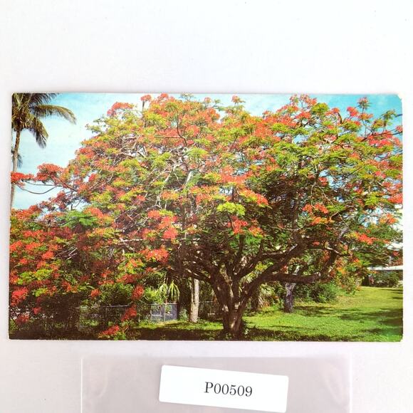 Florida's Beautiful Poinciana Tree 1960s Postcard 1968 Photo Boca Raton - Picture 1 of 2